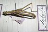 CollectionObject 1557233; 3b95dac8-5b44-4214-ab8f-a0ca5ed9b52a: copyright MNHG, Geneva. male, lateral view (holotype). (CollectionObject).