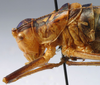 CollectionObject 1520630; e22a8af9-6900-49fa-8560-bbad54c6dc9e: female pronotum, lateral view (paratype of Poecilimon caspicus). (CollectionObject).