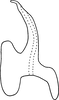 Aedeagus, lateral view on Erythridula volucris (Beamer, 1930): Aedeagus (paratype of E. lauriphylla Hepner), lateral view. (Observation).
