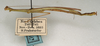 CollectionObject 1560335; NMW 1010, a2872da3-7f88-4917-a327-ee5442840b23: copyright NMW, Vienna. male, lateral view (syntype). (CollectionObject).
