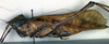 CollectionObject 1500369; 614ca711-6f24-4b58-91ef-ce4d4f6326e4: female, lateral view (holotype). (CollectionObject).