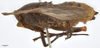 Habitus, lateral view: !! display not done !! on Zeunasa irrorata (Blanchard, 1846): (Observation).