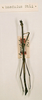 CollectionObject 1557684; 6a1154d6-610e-44fe-bc01-38dc6433432e: copyright NHRS, Stockholm. male (holotype). (CollectionObject).