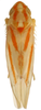 Habitus, dorsal view on Erythridula volucris (Beamer, 1930): Habitus (OSU collection). (Observation).