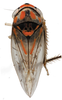 Habitus, dorsal view on Brazosa espatula Pinedo-Escatel & Dietrich, 2020: (Observation).