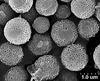 Brochosomes: !! display not done !! on Cuerna alba Oman & Beamer, 1944: CR822 | U.S.A., New Mexico Roosevelt Co., 6.5mi S Tolar | 7/10/1977 | CSCA. (Observation).