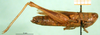 CollectionObject 1502019; b27c3955-032c-49e5-a75f-8818b8ee4d86: female, lateral view (paratype). (CollectionObject).
