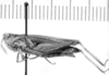 CollectionObject 1524940; e9aff6bb-8b8c-4f73-8d40-46eba40960d6: female, lateral view (holotype of Orphulella compacta). (CollectionObject).