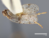 Habitus, dorsal view on Cixius evexus Kramer, 1981: (Observation).
