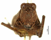 CollectionObject 1521854; OUM Type Orth 683, 605826c0-e1f7-4551-8cd6-a68805725928: female, frontal view (syntype of Phaestus insularis). (CollectionObject).