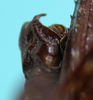 CollectionObject 1544439; 6dfcd56e-0989-4694-a481-df0b43db4c27: male subgenital plate latero-frontal view (holotype). (CollectionObject).