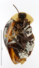 CollectionObject 1587220; MNHN(SF IMPORT DUPLICATE) MNHN-EP-EP1159, b912b6a5-8e3f-4496-bd01-5a56459d7ed6: CC BY-NC-ND 4.0/MNHN - Depraetere Marion - 2014. Syntype, male, of fastuosa Blanchard, 1837. Specimen number: MNHN-EP-EP1159. http://coldb.mnhn.fr/catalognumber/mnhn/ep/ep1159. (CollectionObject).