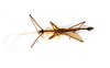 CollectionObject 1558424; fb8e9887-0967-4566-a5d9-fa55f7668595: copyright ETHZ. male of synonym Diesbachia rarospinosa, dorsal view (holotype). (CollectionObject).