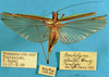 CollectionObject 1520514; a2d0c9fd-a3dd-4798-a80b-2ebebe0b6d67: male, dorsal view (paratype). (CollectionObject).
