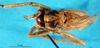 CollectionObject 1502429; e803339b-dc77-4dd6-8c96-f1e99e22be90: female, dorsal view (syntype). (CollectionObject).