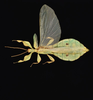 CollectionObject 1582828; Depo SF.DepoID 3768, Coll. RC 16-258, ce8f56f7-172e-4783-b561-e13e2cd1c18e: copyright Montreal Insectarium. male, dorsal view (holotype). (CollectionObject).