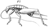 Parametrypa fortipes fortipes (Walker, 1869): Pl. 19, Fig. 75. female (Parametrypus spiculatus). (Otu).