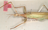 CollectionObject 1562289; 3f84e5bd-f5f7-42e6-9ddf-0a6b1f7ce6c0: copyright MVMA, Melbourne. female: head and thorax, lateral view of synonym Tropidoderus iodomus (syntype). (CollectionObject).