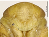 Head on Batracomorphus (Batracomorphus) gracilis Li & Wang, 2003 now Batracomorphus (Batracomorphus) irroratus Lewis, 1834: (Observation).