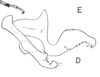 Aedeagus, lateral view on Cyphonia capra (Burmeister, 1833): (Observation).