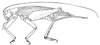 Paraphonus cophus Hebard, 1928: Pl. 17, Fig. 6 (after allotype). female, lateral view (length of body 21 ovipositor 14.7 mm). (Otu).