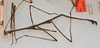 CollectionObject 1561486; 84de75f7-3ddd-4fad-bc3b-5110126516be: copyright USNM, Washington. (CollectionObject).;CollectionObject 1561487; 8a7175af-94a1-4785-9985-6015bda31578: copyright USNM, Washington. (CollectionObject).