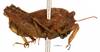 CollectionObject 1567148; de4e26d7-965f-4666-a0e6-3cb85f71275f: male, lateral view (holotype). (CollectionObject).