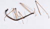 CollectionObject 1558065; 309efa1f-0c8a-46ff-9b9b-cfaadde6c3f6: copyright ZMHB, Berlin. male, lateral view (holotype). (CollectionObject).