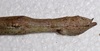 CollectionObject 1598194; QM T246604, f25ba443-f74d-4cfe-b81a-ad7eb39949d7: copyright QM. female: end of abdomen, lateral view (holotype). (CollectionObject).
