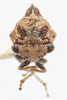 Head on Cyrtolobus parvulus Woodruff, 1924: (Observation).