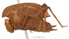 CollectionObject 1521826; 1e2d3156-1907-4de8-83d1-d6c5d11284c6: female, lateral view (holotype). (CollectionObject).