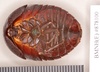 Platysilpha murina (Walker, 1868): Holotype, female, ventral. BMNH(E)#878100. (Otu).