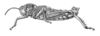 Pamphagus marmoratus Burmeister, 1838: Fig. 590. male habitus. (Otu).