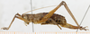 female, lateral view. Depicts CollectionObject 1514655; MLPMLP-OR-3031, 1d695347-aa23-4e27-892c-5a239c71ab46, a CollectionObject.