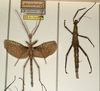 CollectionObject 1559881; NMW 756, cc8e3fc3-e01f-458a-a694-17cf8674a8cc: copyright NMW, Vienna. male of synonym Monandroptera olivacea (lectotype) [also female paralectotype]. (CollectionObject).