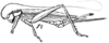 Hemiphonus (Hemiphonus) continuus (Walker, 1869): Pl.18, Fig.67(1) Hemiphonus vittatus. female. (Otu).