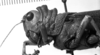 CollectionObject 1531122; 6877b49b-4493-415a-97c3-2fafff340cd4: Image Carbonell, C.S. male, head and pronotum, lateral view (holotype of Gryllus rugosus). (CollectionObject).