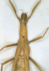 CollectionObject 1561281; a9e14319-843f-4d76-94be-7206ca74987c: copyright UZIU, Uppsala. female: head ant thorax, dorsal view of synonym Phasma grandis (holotype). (CollectionObject).