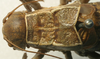 CollectionObject 1516720; 872de632-86d8-4cde-b3d3-e56bd926c378: male pronotum, dorsal view (holotype). (CollectionObject).
