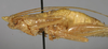 CollectionObject 1538064; 08c3f3ec-64fd-4f27-addd-1744c0067413: male habitus, lateral view (holotype). (CollectionObject).