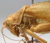 CollectionObject 1520639; e107b5ee-8f38-4d7e-be16-1fa186d4a614: male pronotum, lateral view (paratype). (CollectionObject).