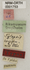 CollectionObject 1529817; 3b9f3ac2-a9d8-4580-88d1-06e8c83d2d0f: labels (holotype of Tylopsis longipennis). (CollectionObject).