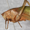 CollectionObject 1532264; NMW 7822, beb91ef0-6225-4af1-88a8-e248cfb80d70: male, lateral view (holotype). (CollectionObject).