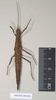 CollectionObject 1560273; 6ce14ac0-25f6-45dd-a0c7-f2e51e329f2b, NHMUK(SF IMPORT DUPLICATE) 844965: copyright Natural History Museum, London. female (paratype). (CollectionObject).