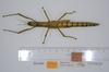 CollectionObject 1578775; a4870e64-5fe8-4a7f-bf65-4a907223154a: copyright ZMUH, Hamburg. female, dorsal view (paratype). (CollectionObject).
