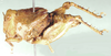 Crypsicerus cubicus Saussure, 1888: female, lateral view. (Otu).