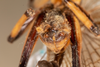CollectionObject 2602181; 6e5c7ae2-6b2d-4749-83bf-67cc330e0a3d: male, posterior view (syntype). (CollectionObject).