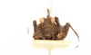 CollectionObject 1567901; f9568c08-9d49-47ce-a5ed-3332bc46c383: male, frontal view (paratype). (CollectionObject).