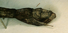 copyright CUMZ, Cambridge. female: end of abdomen, lateral view of Anchiale confusa (syntype). Depicts CollectionObject 1557043; 598e789f-1be2-47b4-b2a7-ea4927cd5c96, a CollectionObject.