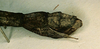 CollectionObject 1557043; 598e789f-1be2-47b4-b2a7-ea4927cd5c96: copyright CUMZ, Cambridge. female: end of abdomen, lateral view of Anchiale confusa (syntype). (CollectionObject).